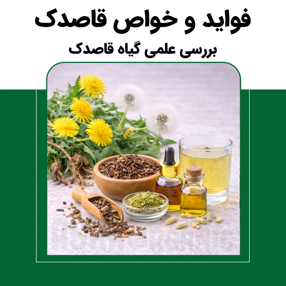 فواید و خواص قاصدک | بررسی علمی گیاه قاصدک، ریشه، برگ و دمنوش