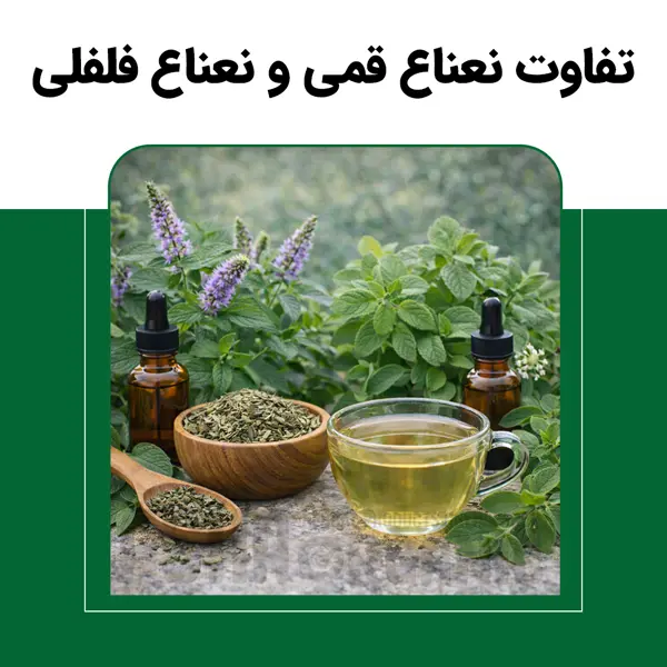 خواص نعناع | بررسی علمی و تفاوت نعناع قمی و نعناع فلفلی