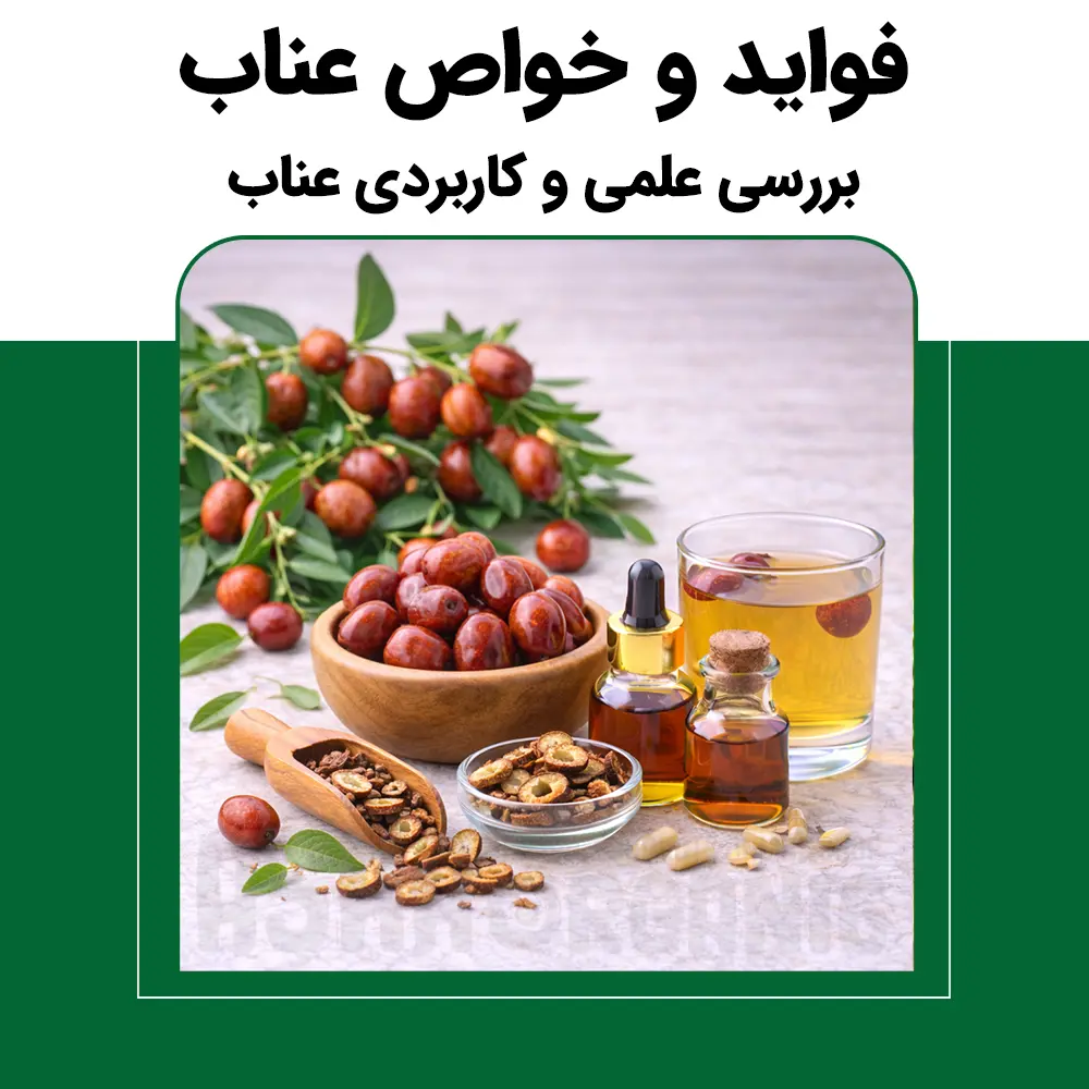 فواید و خواص عناب | بررسی علمی، کاربردی و روش مصرف عناب