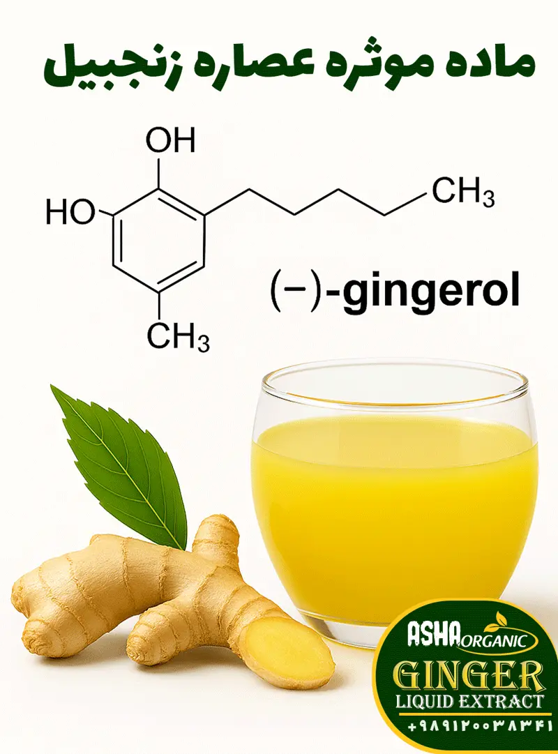 ماده-موثره-عصاره-زنجبیل
