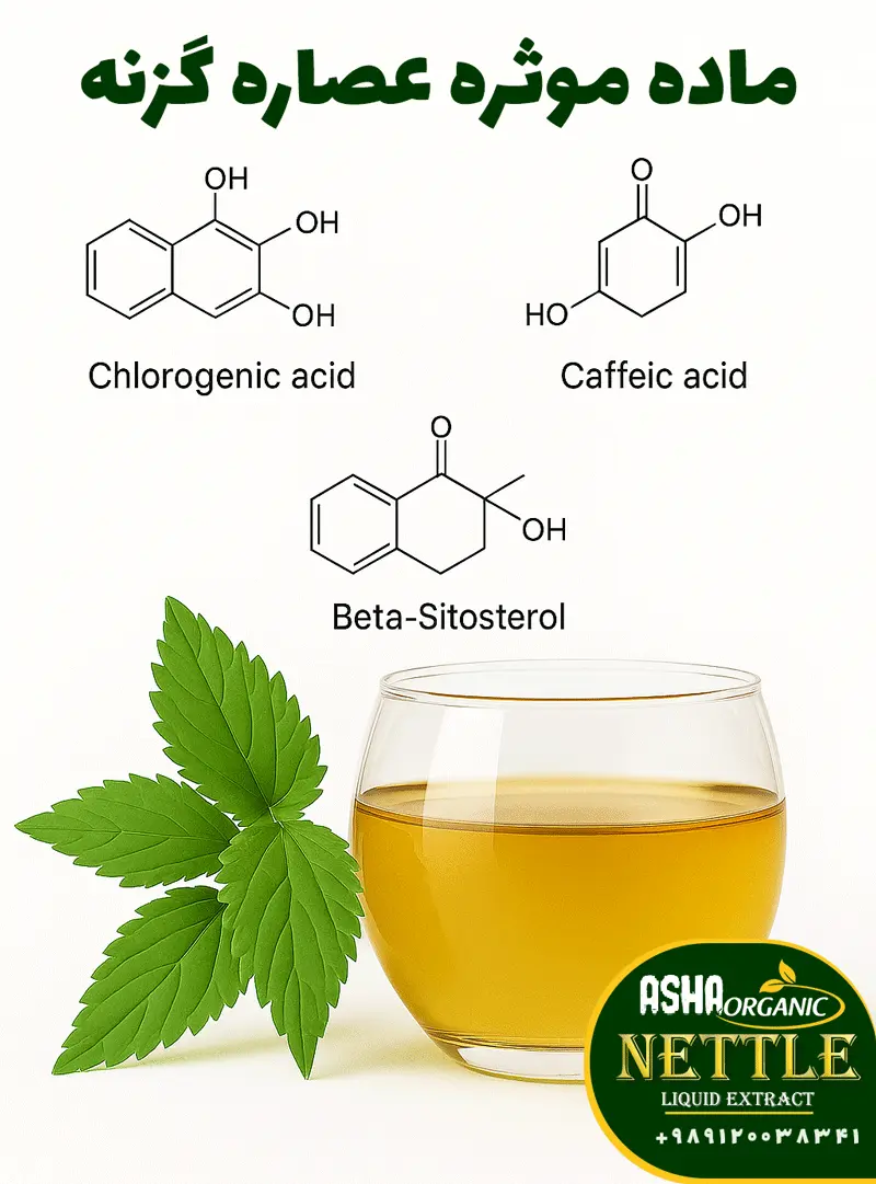 ماده-موثره-عصاره-گزنه