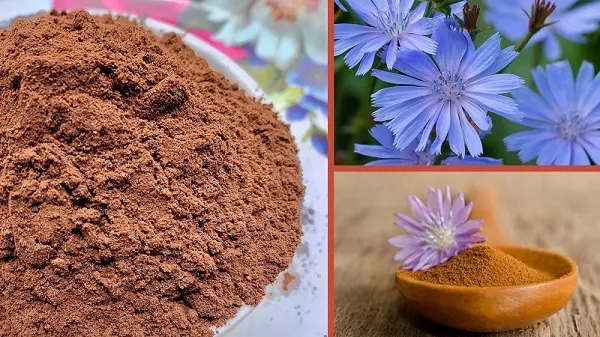 عصاره خشک کاسنی