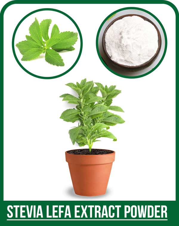 استویا پودر شده