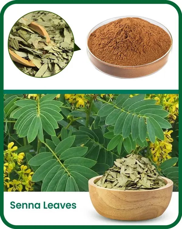 خرید-عصاره-سنا