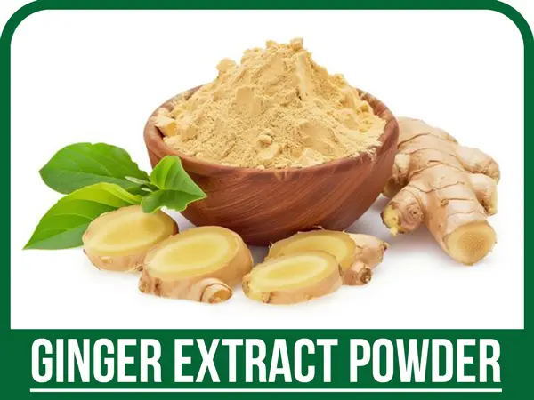 عصاره جینجرول پودری