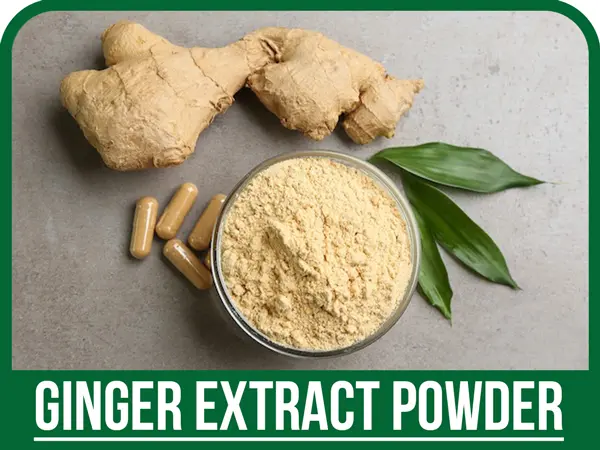 عصاره زنجبیل خشک