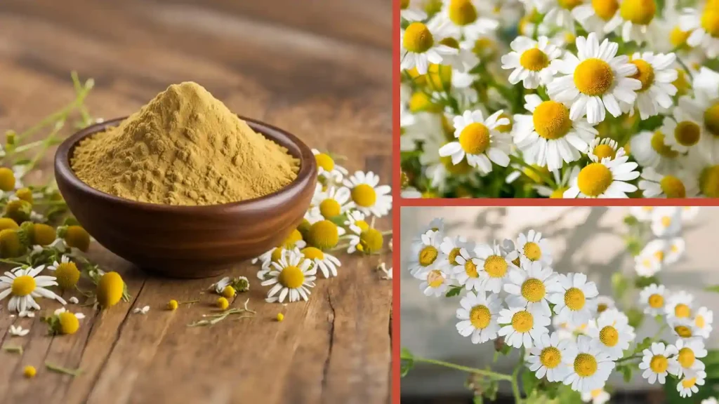 عصاره بابونه پودری