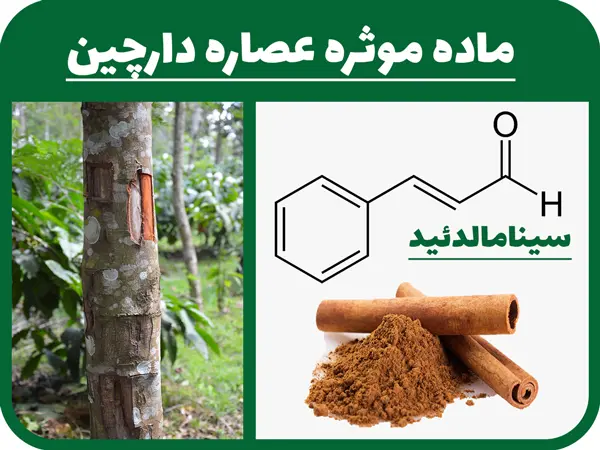 ماده-موثره-عصاره-دارچین-پودری