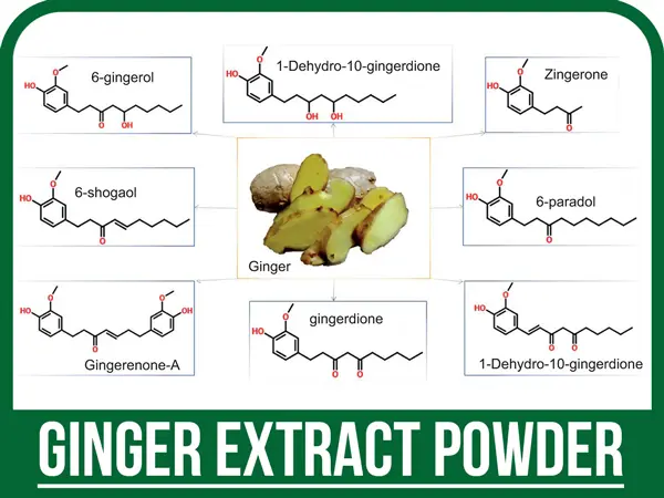 مواد موثره زنجبیل
