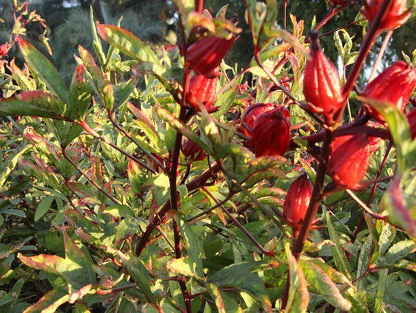 چای ترش خشک