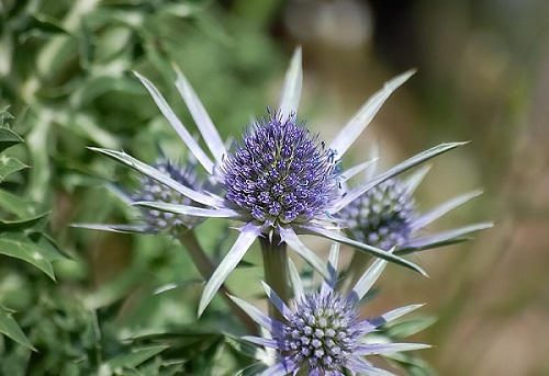 گیاه بوقناق