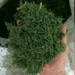 گیاه خشک شوید - Image 2