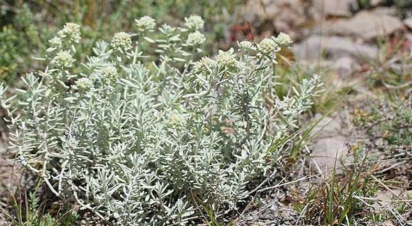 گیاه کلپوره خشک