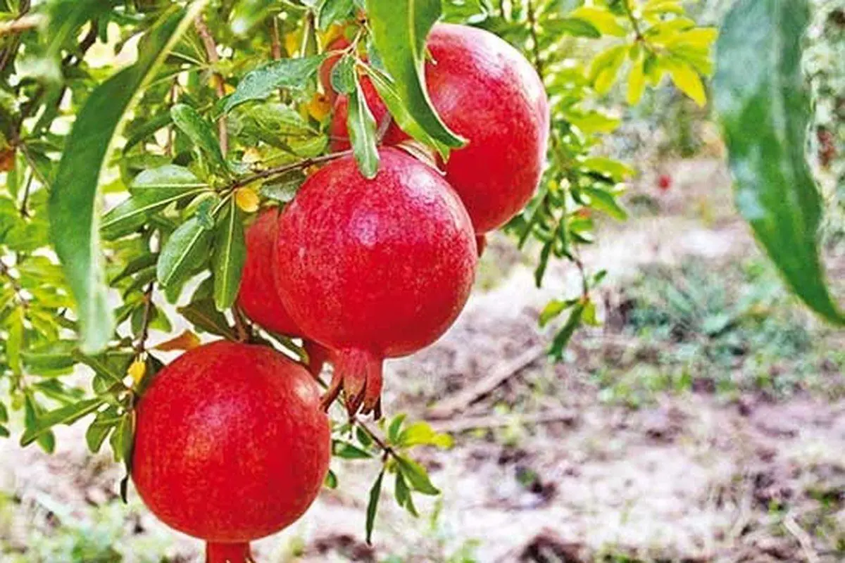 گیاه خشک انار