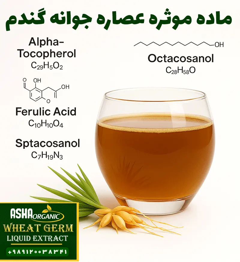 ماده-موثره-عصاره-جوانه-گندم