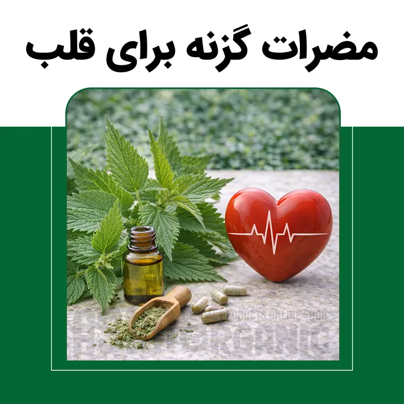 مضرات گزنه برای قلب