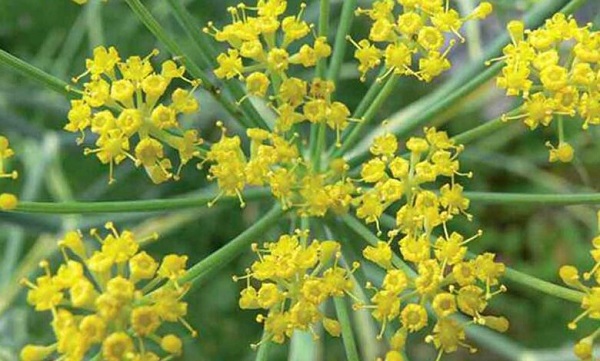 عکس گیاه باریجه