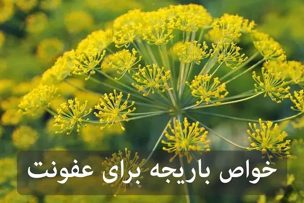 خواص باریجه برای عفونت