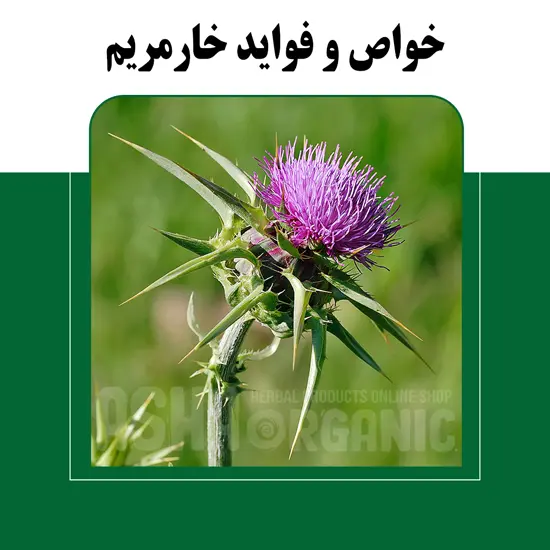 خواص خارمریم برای بدن
