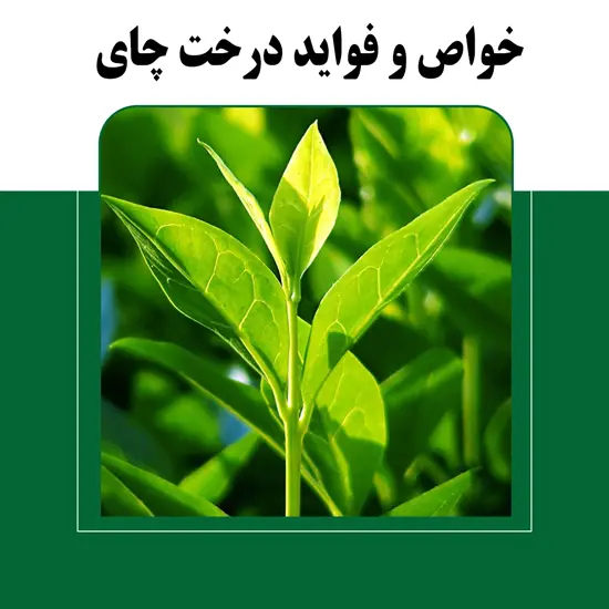 درخت چای و خواص آن