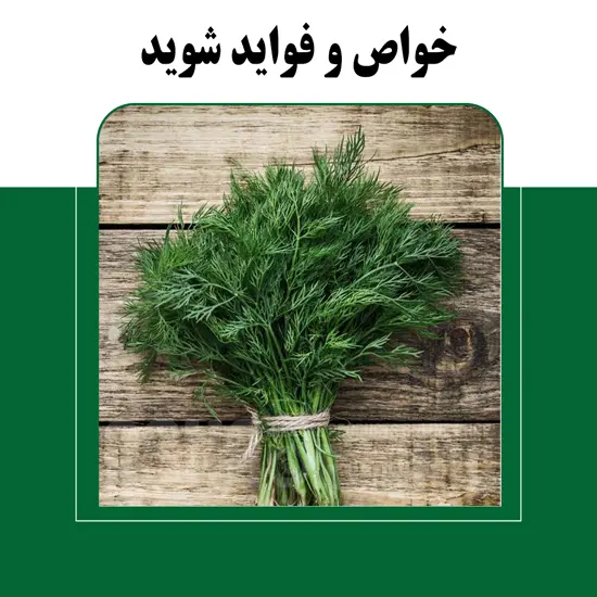 کاربرد شوید و فواید آن