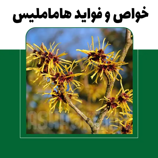 خواص-و-فواید-هاماملیس