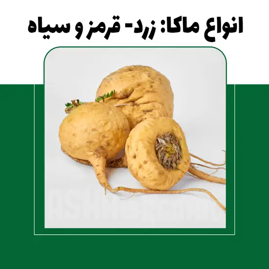 انواع ماکا: تفاوت ماکای زرد، قرمز و سیاه