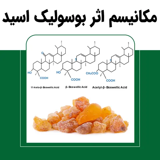 مکانیسم اثر بوسولیک اسید در بدن