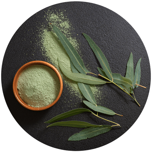 اکالیپتوس چیست