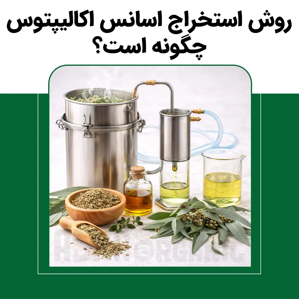 روش استخراج اسانس اکالیپتوس چگونه است؟