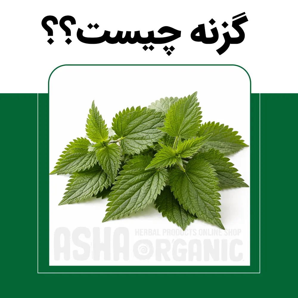 گزنه-چیست و چه خواصی دارد